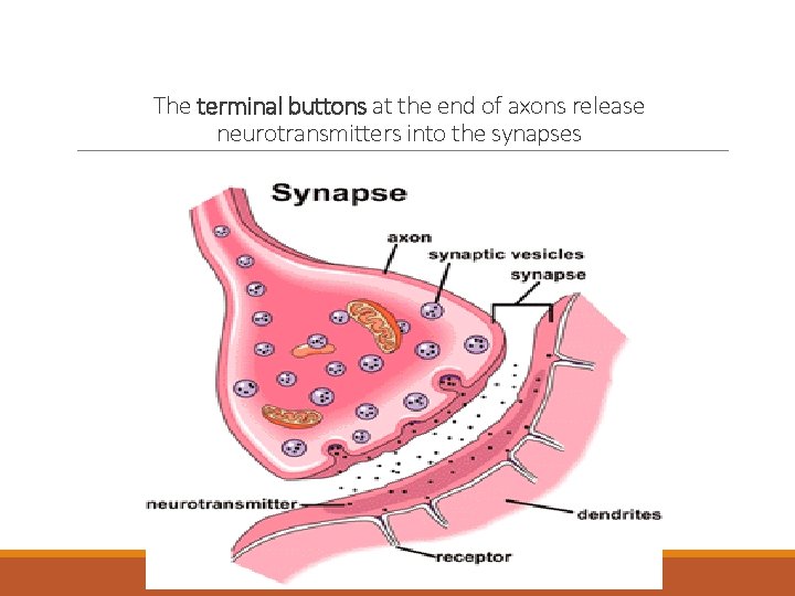 The terminal buttons at the end of axons release neurotransmitters into the synapses 