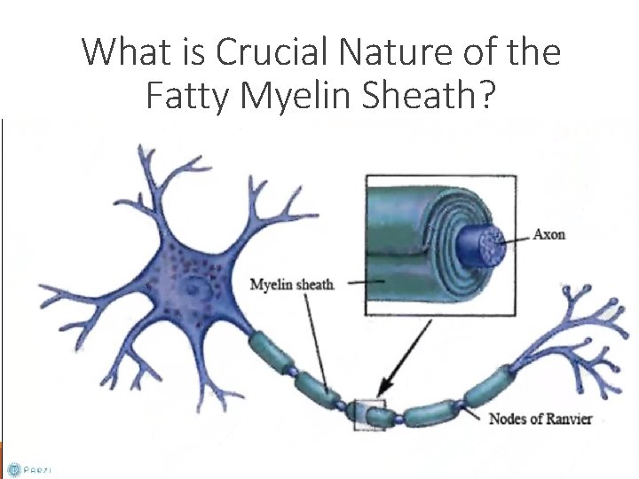 What is Crucial Nature of the Fatty Myelin Sheath? 