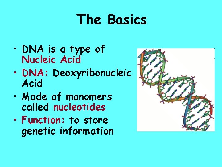 The Basics • DNA is a type of Nucleic Acid • DNA: Deoxyribonucleic Acid