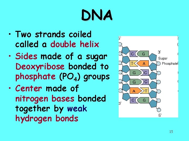 DNA • Two strands coiled called a double helix • Sides made of a