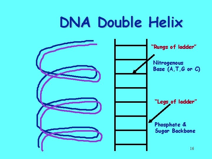 DNA Double Helix “Rungs of ladder” Nitrogenous Base (A, T, G or C) “Legs