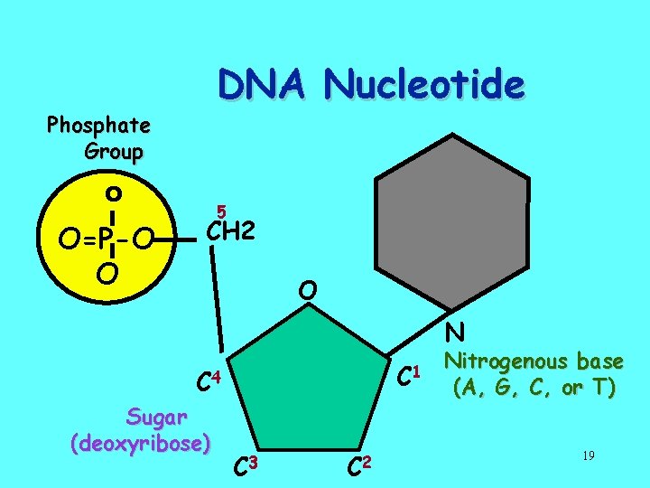 DNA Nucleotide Phosphate Group O O=P-O O 5 CH 2 O N C 1