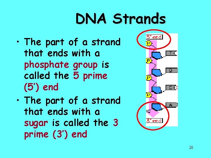 DNA Strands • The part of a strand that ends with a phosphate group