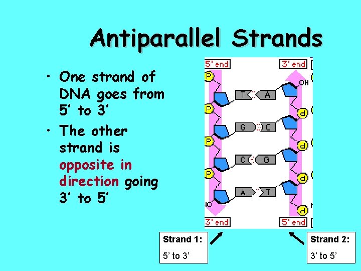 Antiparallel Strands • One strand of DNA goes from 5’ to 3’ • The