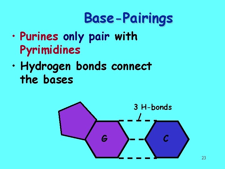 Base-Pairings • Purines only pair with Pyrimidines • Hydrogen bonds connect the bases 3