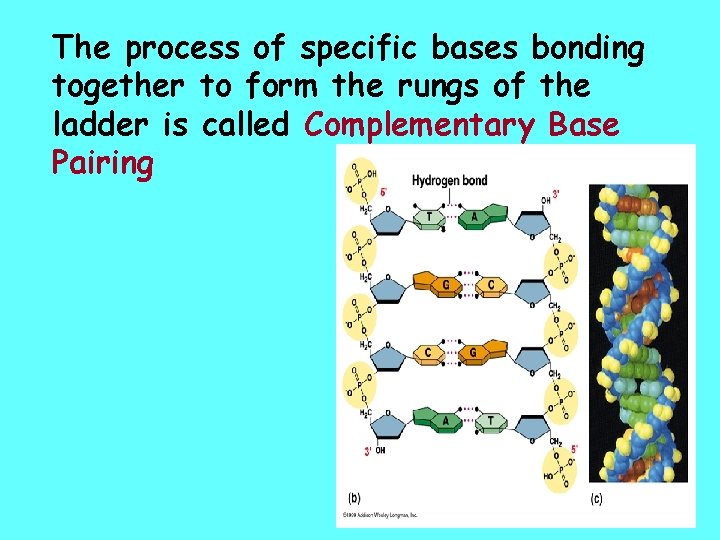 The process of specific bases bonding together to form the rungs of the ladder