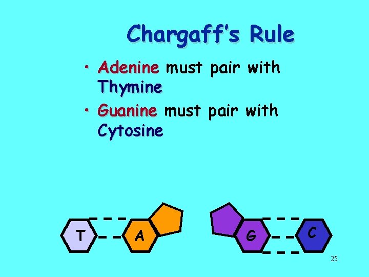 Chargaff’s Rule • Adenine must pair with Thymine • Guanine must pair with Cytosine