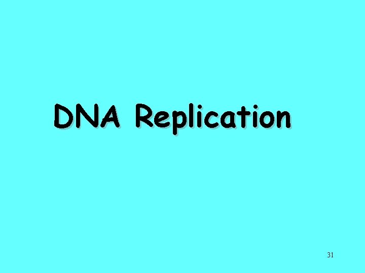 DNA Replication 31 