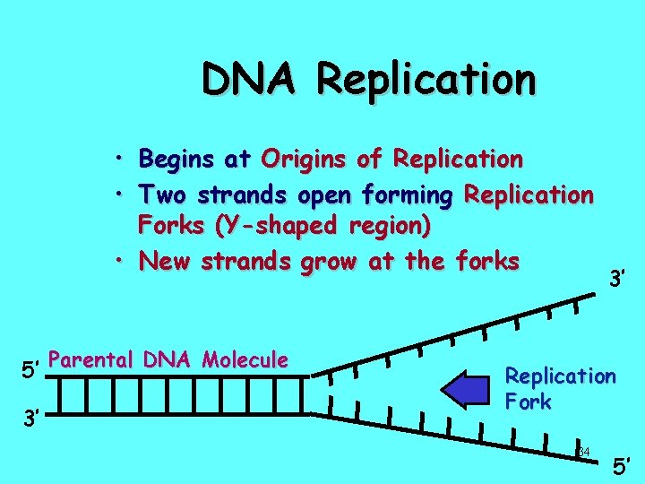 DNA Replication • Begins at Origins of Replication • Two strands open forming Replication