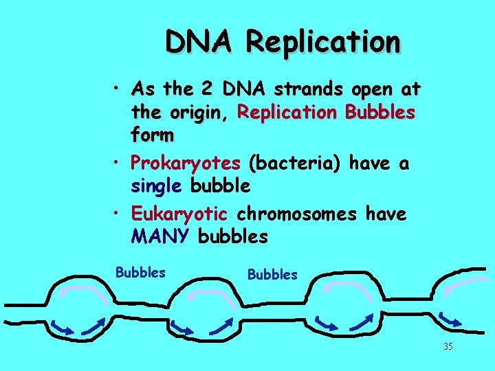 DNA Replication • As the 2 DNA strands open at the origin, Replication Bubbles