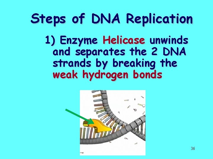 Steps of DNA Replication 1) Enzyme Helicase unwinds and separates the 2 DNA strands