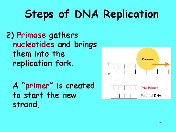 Steps of DNA Replication 2) Primase gathers nucleotides and brings them into the replication