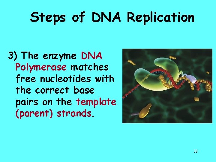 Steps of DNA Replication 3) The enzyme DNA Polymerase matches free nucleotides with the
