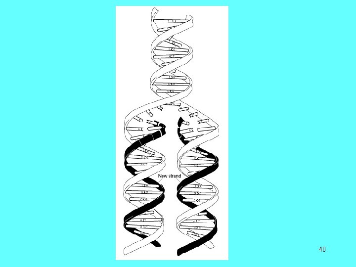 copyright cmassengale 40 