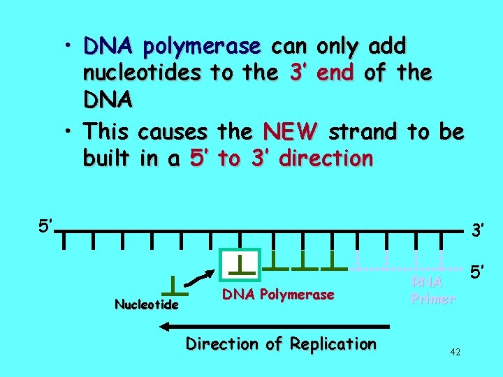  • DNA polymerase can only add nucleotides to the 3’ end of the