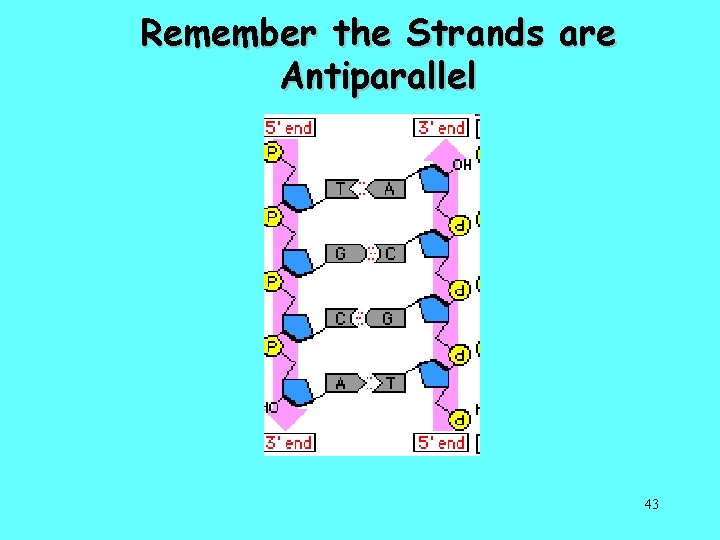 Remember the Strands are Antiparallel 43 