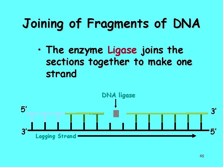 Joining of Fragments of DNA • The enzyme Ligase joins the sections together to