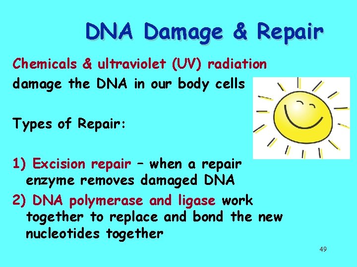 DNA Damage & Repair Chemicals & ultraviolet (UV) radiation damage the DNA in our