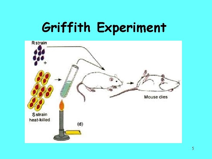 Griffith Experiment 5 