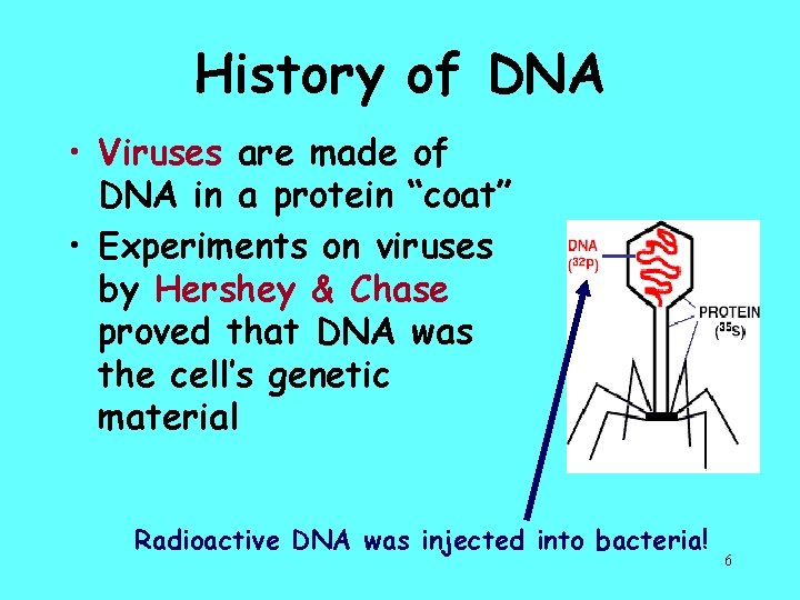 History of DNA • Viruses are made of DNA in a protein “coat” •