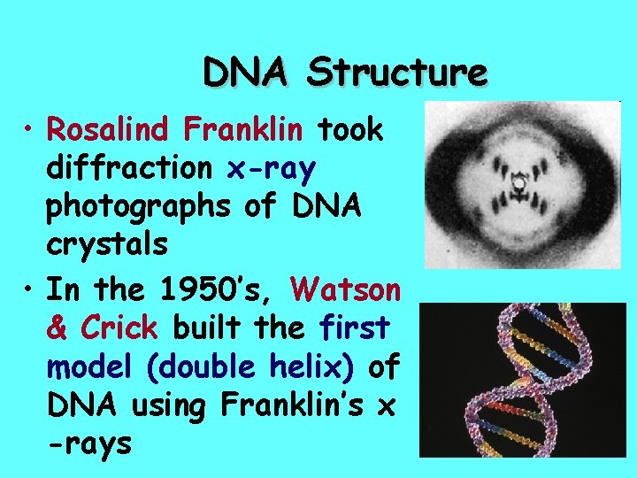 DNA Structure • Rosalind Franklin took diffraction x-ray photographs of DNA crystals • In