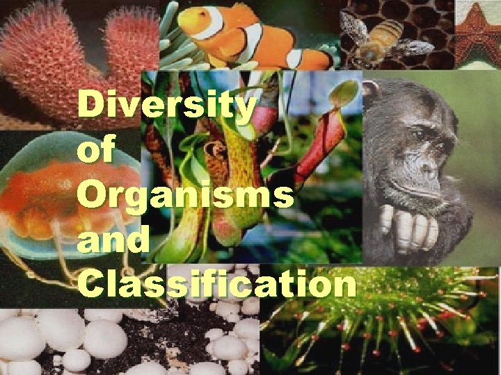 Diversity of Organisms and Classification 