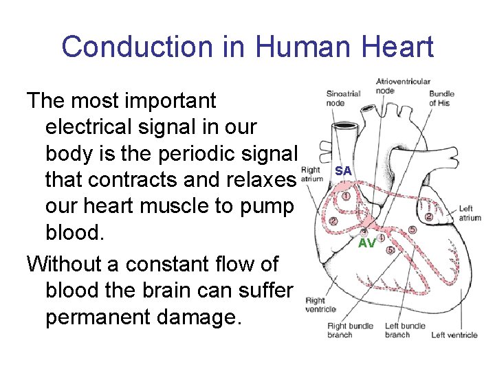 Conduction in Human Heart The most important electrical signal in our body is the