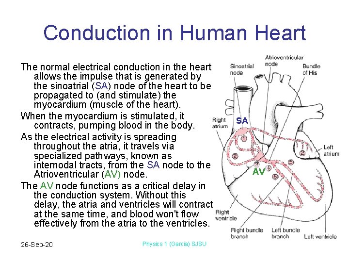 Conduction in Human Heart The normal electrical conduction in the heart allows the impulse