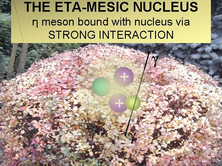 THE ETA-MESIC NUCLEUS η meson bound with nucleus via STRONG INTERACTION γ + +