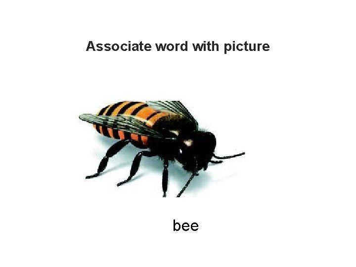 Associate word with picture bee Associate word with picture bee