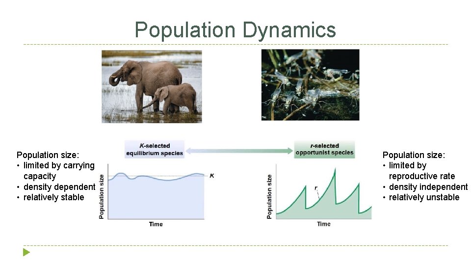 Population Dynamics Population size: • limited by carrying capacity • density dependent • relatively