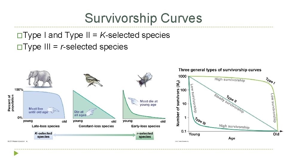 Survivorship Curves �Type I and Type II = K-selected species �Type III = r-selected