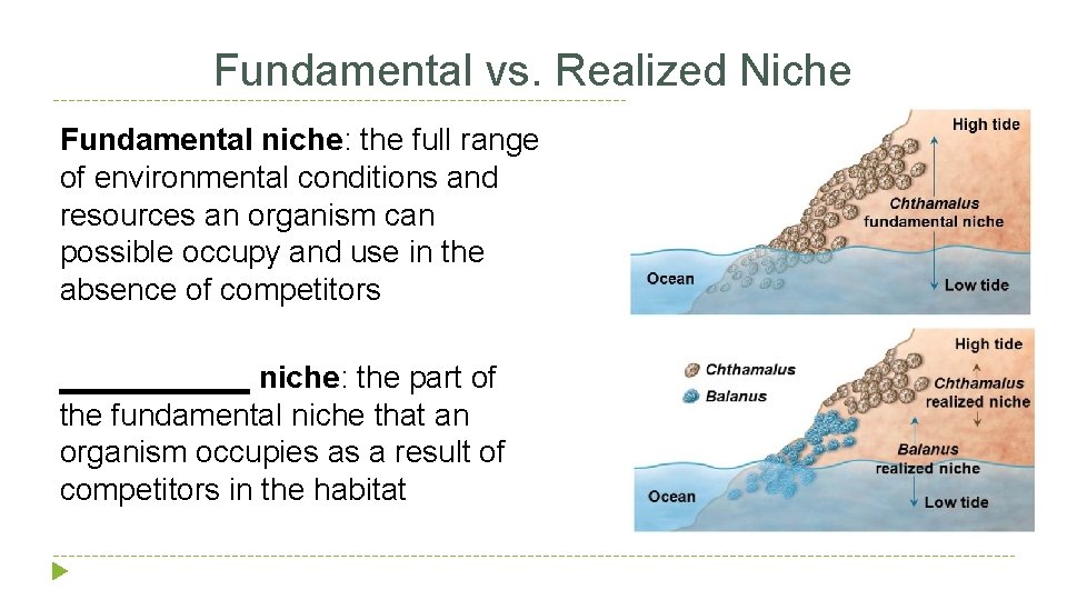 Fundamental vs. Realized Niche Fundamental niche: the full range of environmental conditions and resources