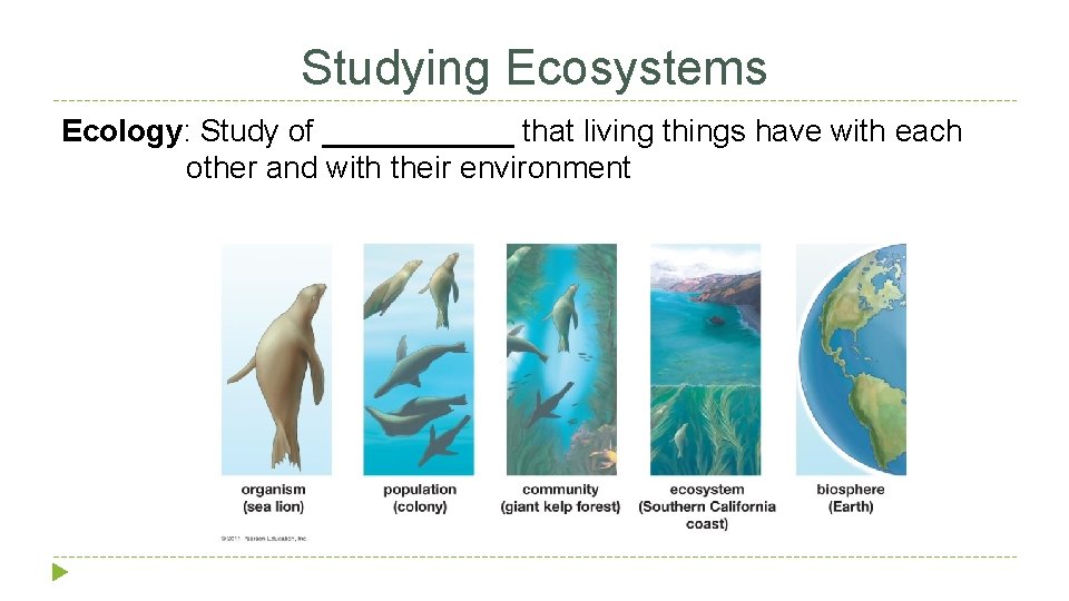 Studying Ecosystems Ecology: Study of ______ that living things have with each other and