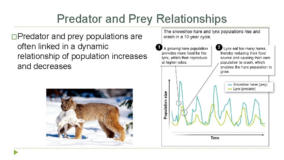 Predator and Prey Relationships �Predator and prey populations are often linked in a dynamic