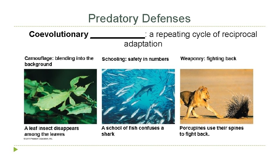 Predatory Defenses Coevolutionary ______: a repeating cycle of reciprocal adaptation 