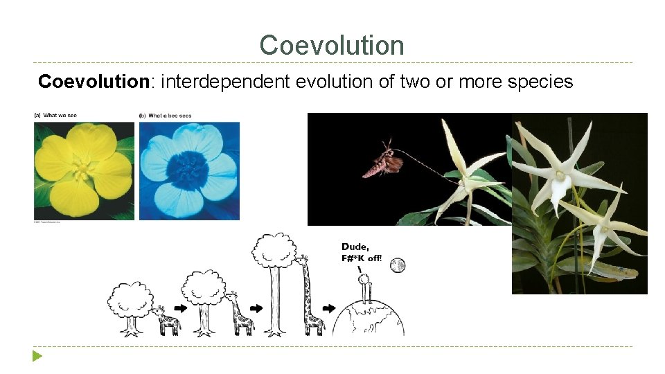 Coevolution: interdependent evolution of two or more species 