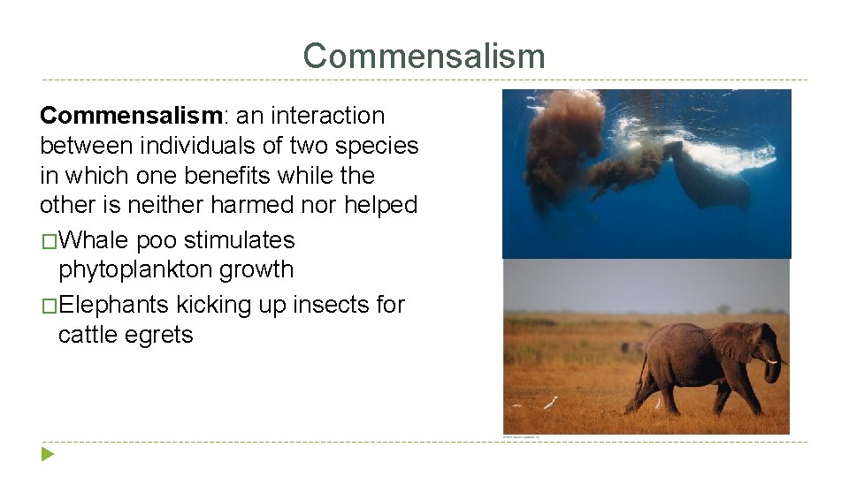 Commensalism: an interaction between individuals of two species in which one benefits while the