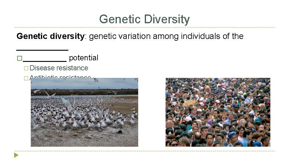 Genetic Diversity Genetic diversity: genetic variation among individuals of the ______ � Disease potential