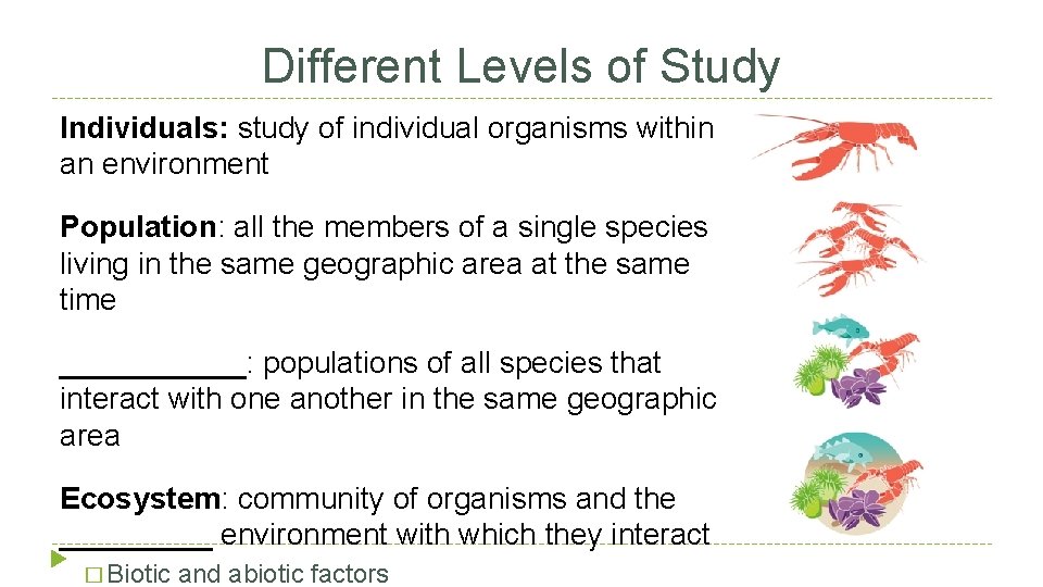 Different Levels of Study Individuals: study of individual organisms within an environment Population: all