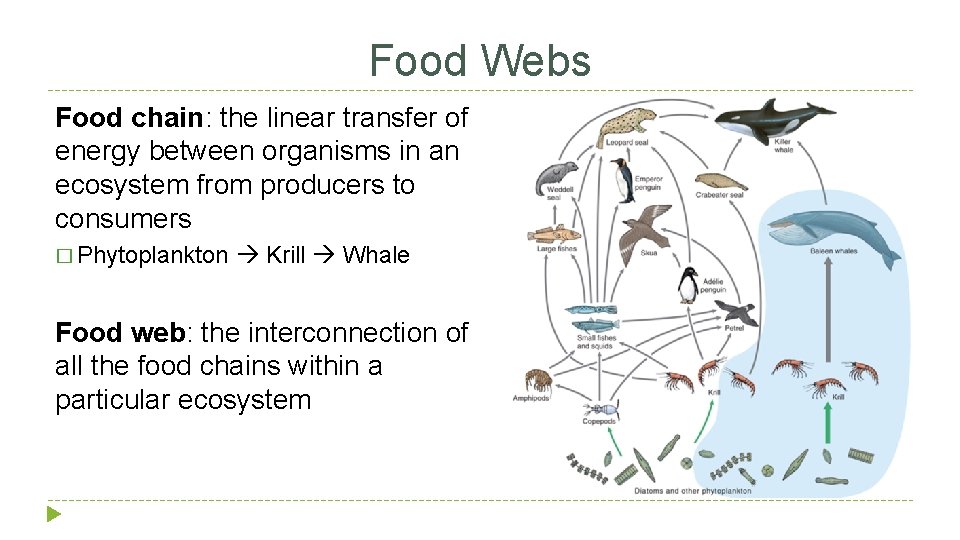 Food Webs Food chain: the linear transfer of energy between organisms in an ecosystem