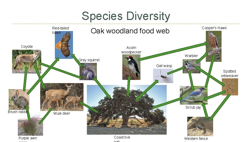 Species Diversity Red-tailed hawk Cooper’s Hawk Oak woodland food web Coyote Acorn woodpecker Warbler