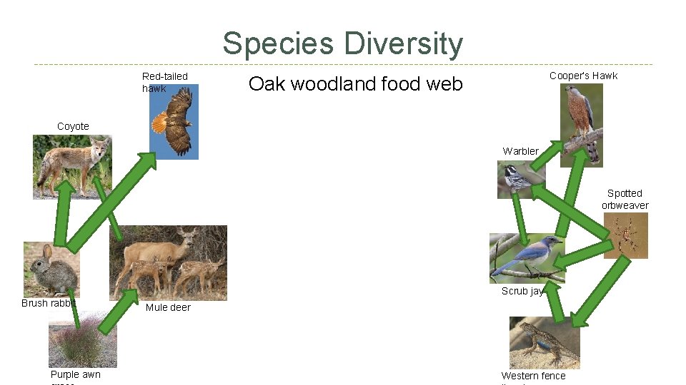 Species Diversity Red-tailed hawk Cooper’s Hawk Oak woodland food web Coyote Warbler Spotted orbweaver