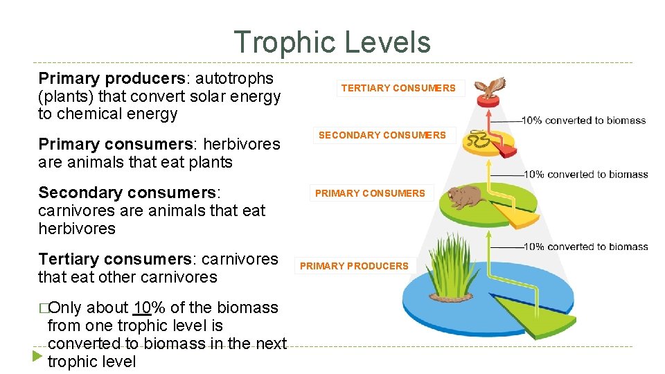 Trophic Levels Primary producers: autotrophs (plants) that convert solar energy to chemical energy Primary