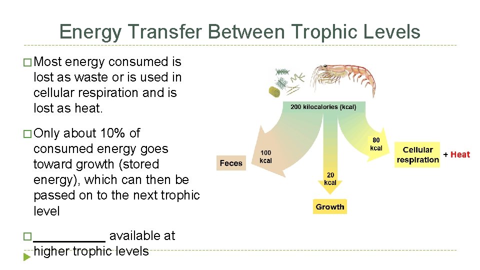 Energy Transfer Between Trophic Levels � Most energy consumed is lost as waste or