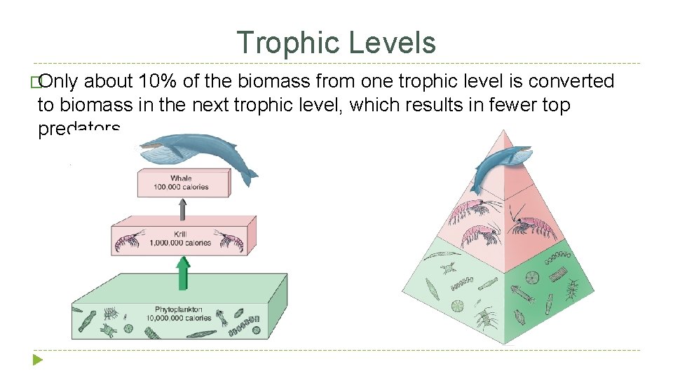 Trophic Levels �Only about 10% of the biomass from one trophic level is converted