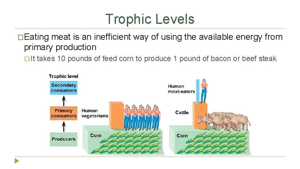 Trophic Levels �Eating meat is an inefficient way of using the available energy from