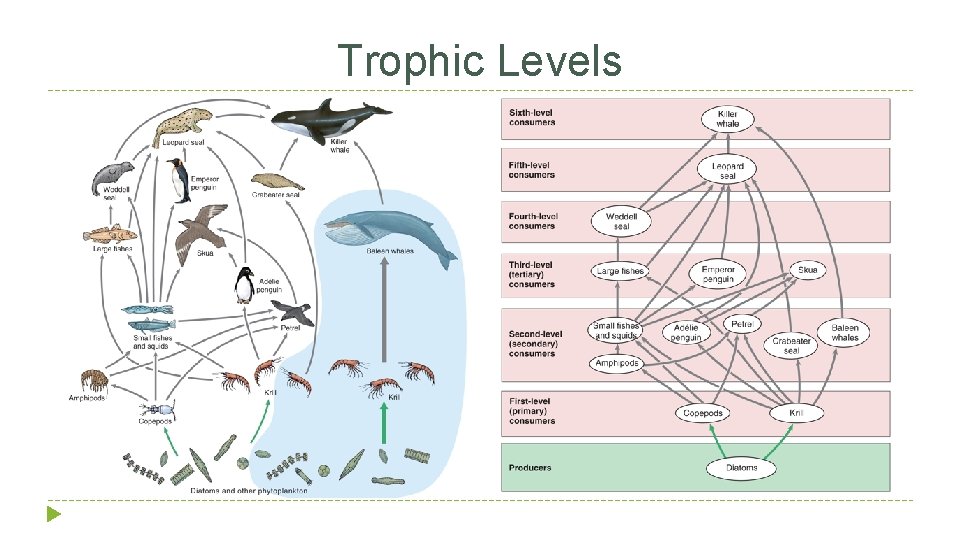 Trophic Levels 