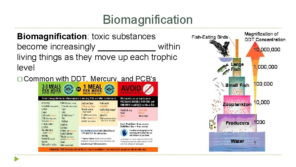 Biomagnification: toxic substances become increasingly ______ within living things as they move up each