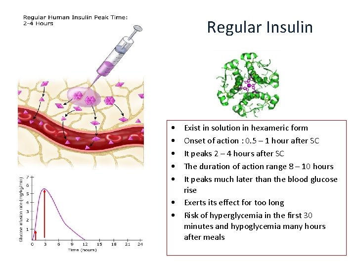 Regular Insulin • • • Exist in solution in hexameric form Onset of action